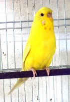 /album/cria%c3%a7%c3%a3o/dsc04940-jpg/